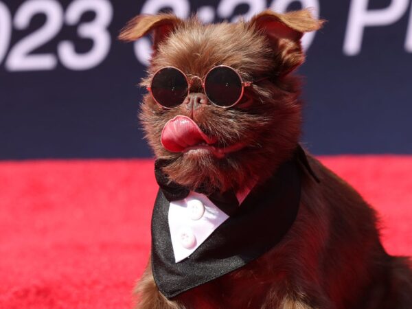 ‘PAW Patrol: The Mighty Movie’ Breaks Guinness World Record With Most Dogs at a Film Screening