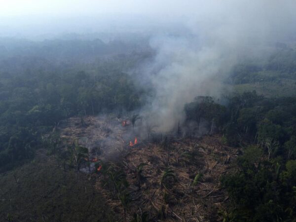 As rainforests worldwide disappear, burn and degrade, a summit to protect them opens in Brazzaville