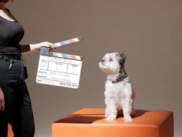 At NY Dog and Cat Film Festivals, Love, Licks and Looniness