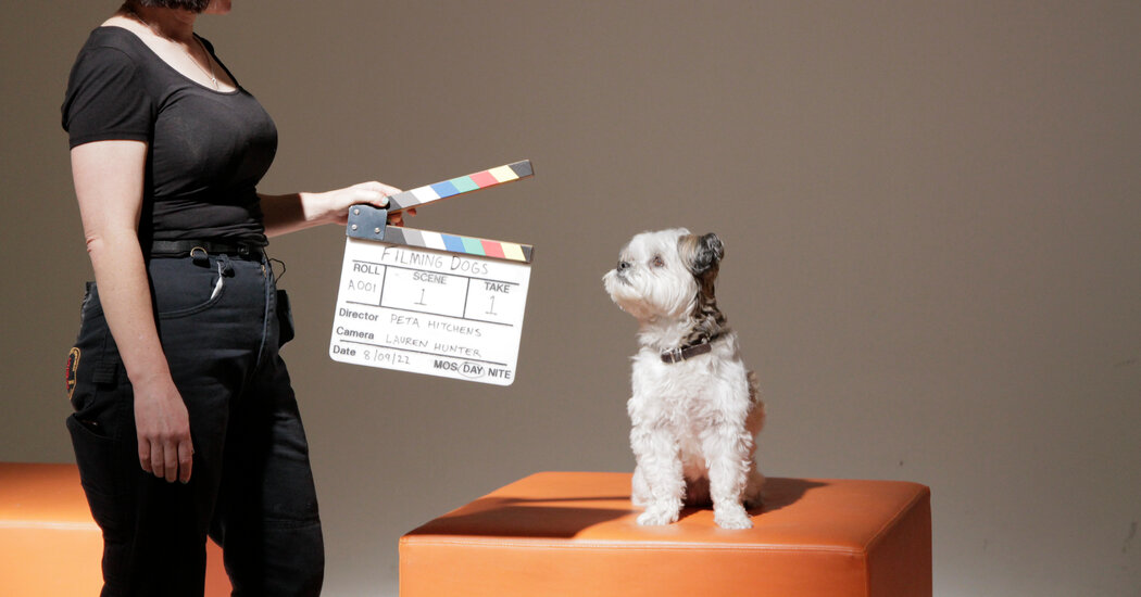 At NY Dog and Cat Film Festivals, Love, Licks and Looniness