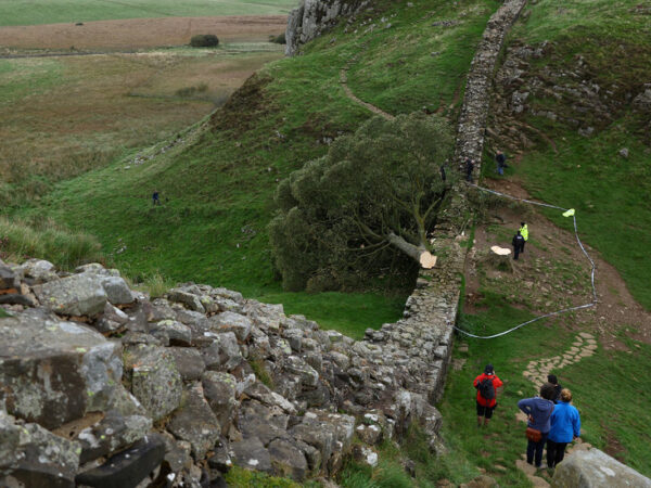 At Site Where Sycamore Gap Tree Fell, an Unanswered Question: Why?