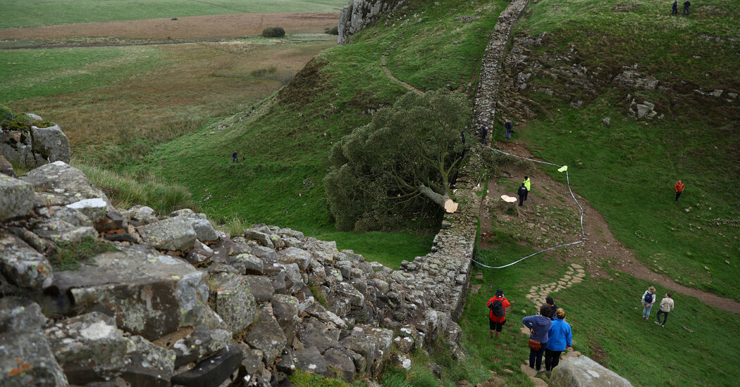 At Site Where Sycamore Gap Tree Fell, an Unanswered Question: Why? At Site Where Sycamore Gap Tree Fell, an Unanswered Question: Why?