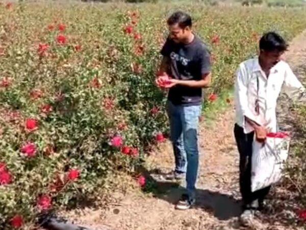 Can tech stop India wasting so much of its harvest?