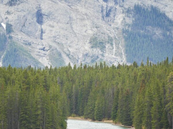Grizzly Bear Kills 2 People at Banff National Park in Canada