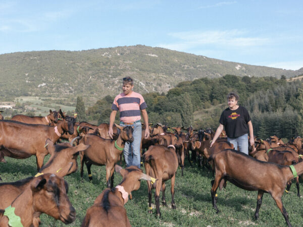 The Rigid World of French Cheesemaking Meets Unbound Climate Change
