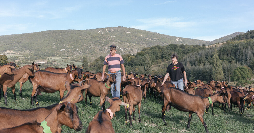 The Rigid World of French Cheesemaking Meets Unbound Climate Change The Rigid World of French Cheesemaking Meets Unbound Climate Change