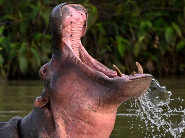 Colombia to Sterilize Pablo Escobar’s ‘Cocaine Hippos’