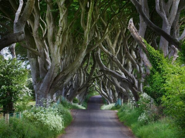 Dark Hedges: 6 ‘Game of Thrones’ Trees Will Be Cut Down