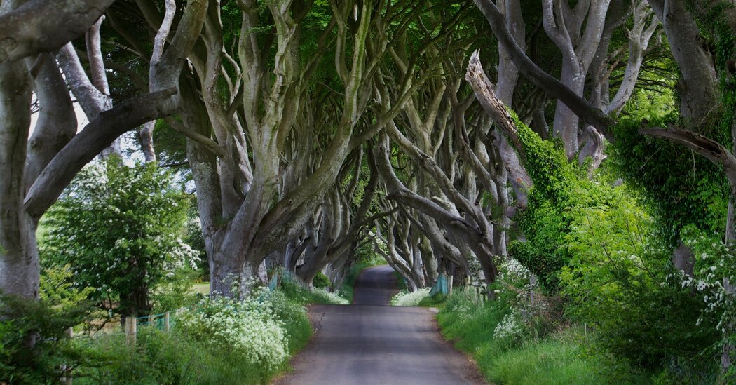 Dark Hedges: 6 ‘Game of Thrones’ Trees Will Be Cut Down Dark Hedges: 6 ‘Game of Thrones’ Trees Will Be Cut Down