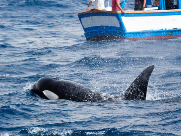 Orcas Keep Sinking Boats Off Iberia, Unnerving Sailors