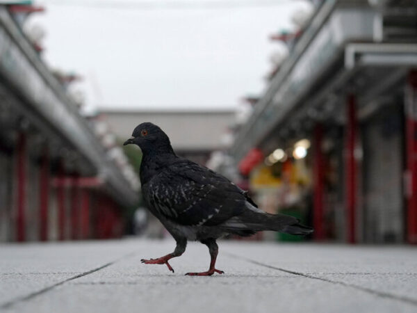 A Tokyo Taxi Driver Is Charged With Running Down a Pigeon