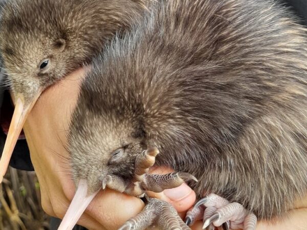Kiwi Eggs Hatch in the Wild Near New Zealand’s Capital
