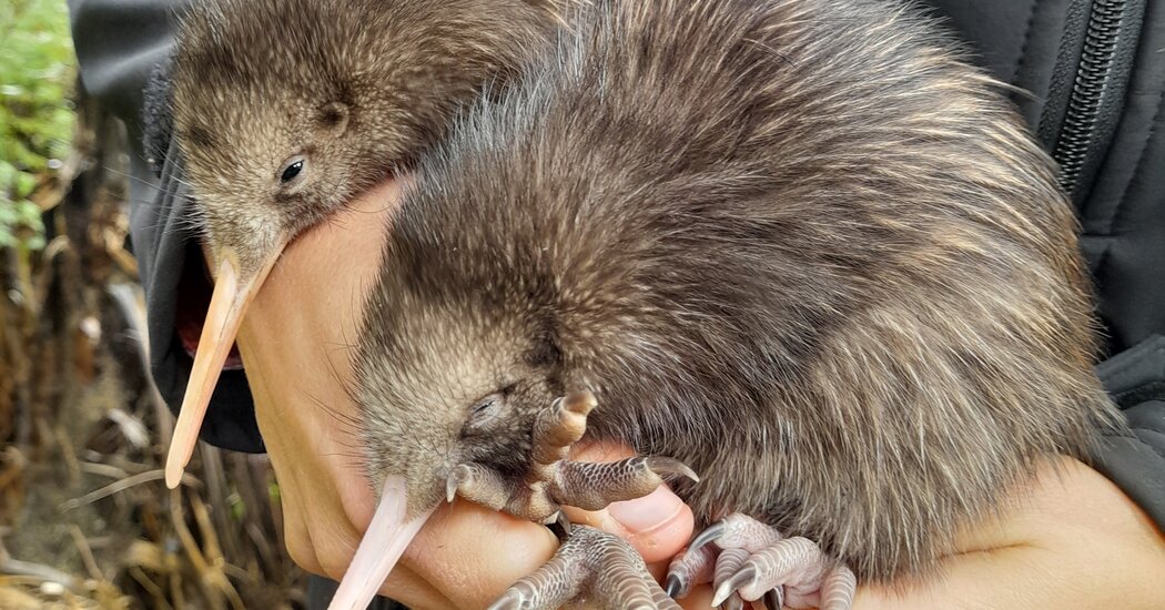 Kiwi Eggs Hatch in the Wild Near New Zealand’s Capital Kiwi Eggs Hatch in the Wild Near New Zealand’s Capital