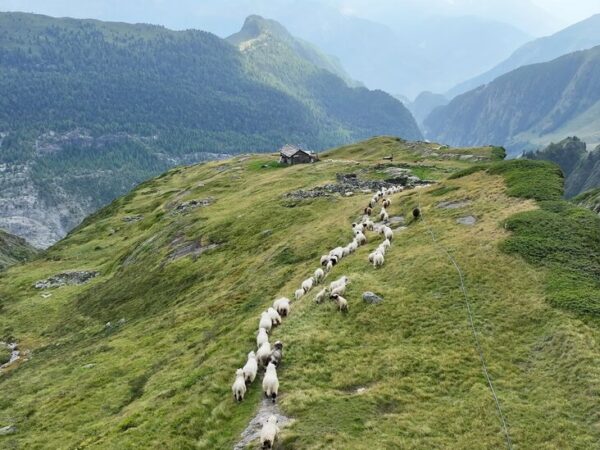 As Switzerland’s Glaciers Shrink, a Way of Life May Melt Away