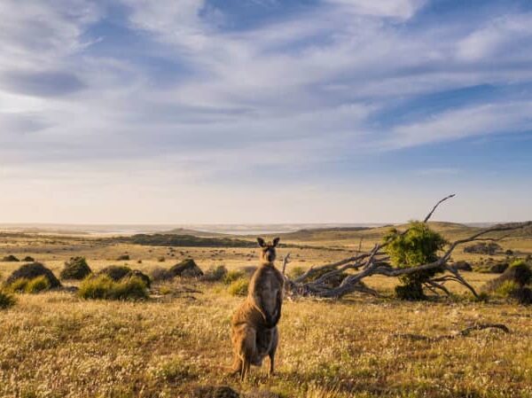 Australia’s Kangaroo Island Wilderness Trail reopens after bushfires