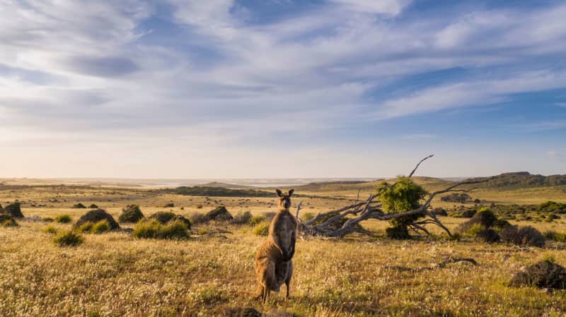 Australia’s Kangaroo Island Wilderness Trail reopens after bushfires