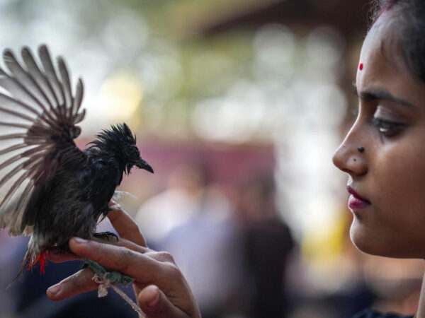 Crowds in India’s northeast cheer bird and buffalo fights, back after 9-year ban