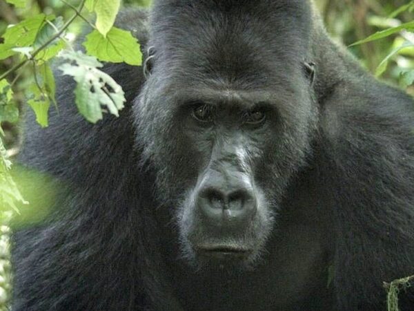 Earning the trust of a 40-stone silverback gorilla