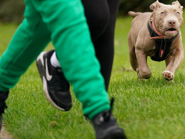 Scotland, Joining England and Wales, Will Restrict Bully XL Dogs