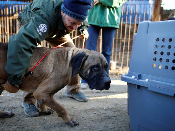 South Korea Bans Dog Meat, a Now-Unpopular Food