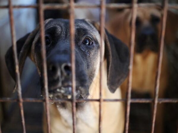 South Korea passes law banning dog meat trade