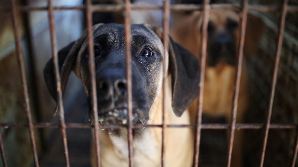 South Korea passes law banning dog meat trade South Korea passes law banning dog meat trade