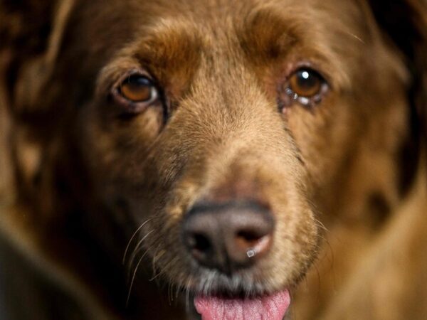 Was Bobi Really the World’s Oldest Dog? His Guinness Record Is in Doubt.