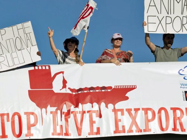 Cape Town cattle highlight awful conditions on livestock ships