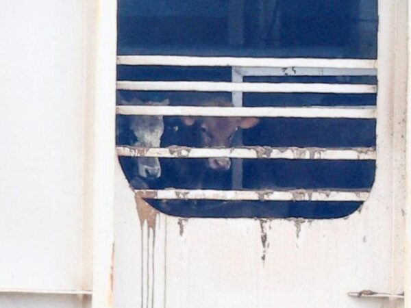 Cattle ship blamed for Cape Town stench leaves for Iraq