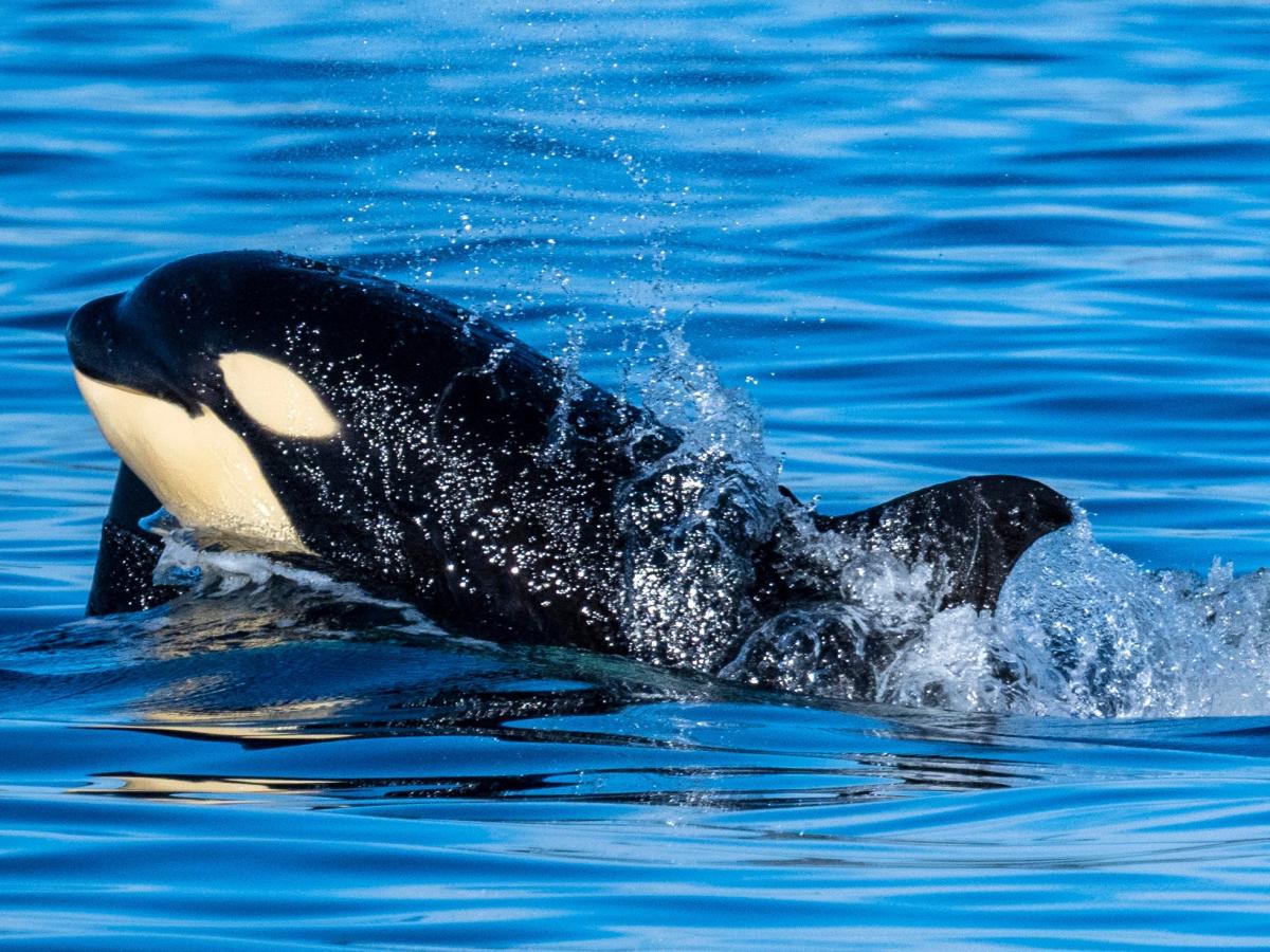 Over a dozen orcas were spotted struggling for air after getting trapped in ice sheets off northern Japan