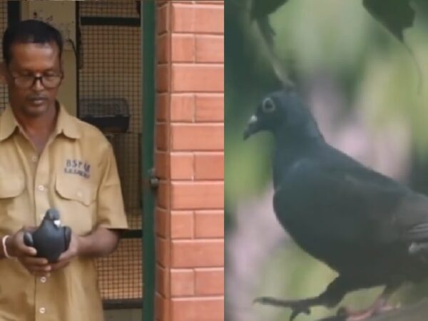 Pigeon suspected as ‘Chinese spy’ in Mumbai released after PETA intervention