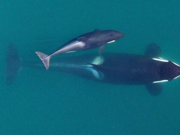 Pod of orcas appear trapped by sea ice in Japan