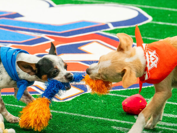 Puppy Bowl XX: Behind the Scenes at the Super Bowl’s Adorable Cousin