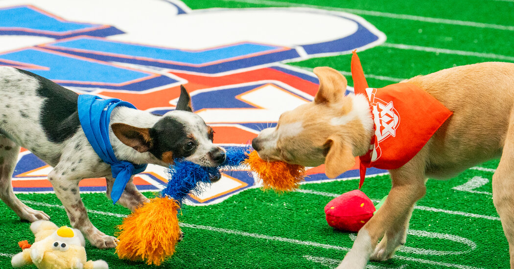 Puppy Bowl XX: Behind the Scenes at the Super Bowl’s Adorable Cousin Puppy Bowl XX: Behind the Scenes at the Super Bowl’s Adorable Cousin