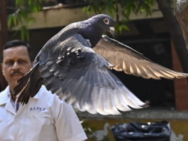 Who let the pigeons out? Suspected spy pigeon released in India