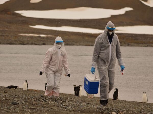 Antarctic scientists warn of bird flu spread as penguin cases confirmed