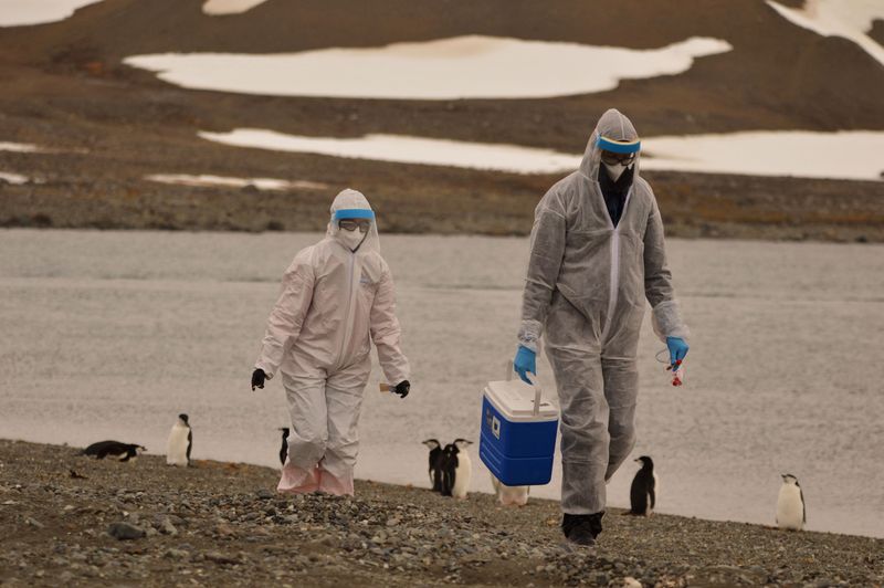 Antarctic scientists warn of bird flu spread as penguin cases confirmed Antarctic scientists warn of bird flu spread as penguin cases confirmed