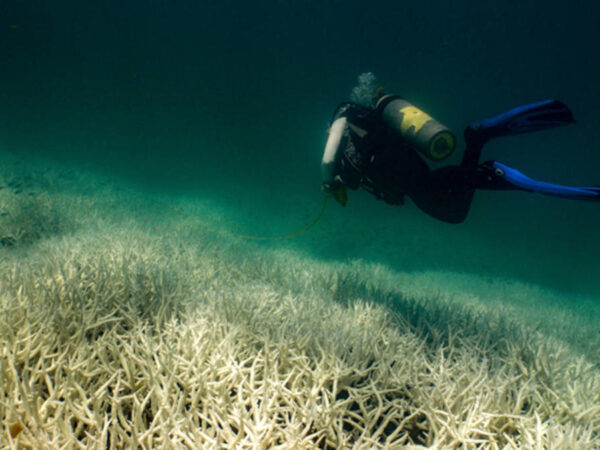 Australia’s Great Barrier Reef hit by fifth mass bleaching event in eight years
