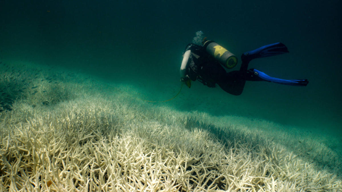 Australia’s Great Barrier Reef hit by fifth mass bleaching event in eight years