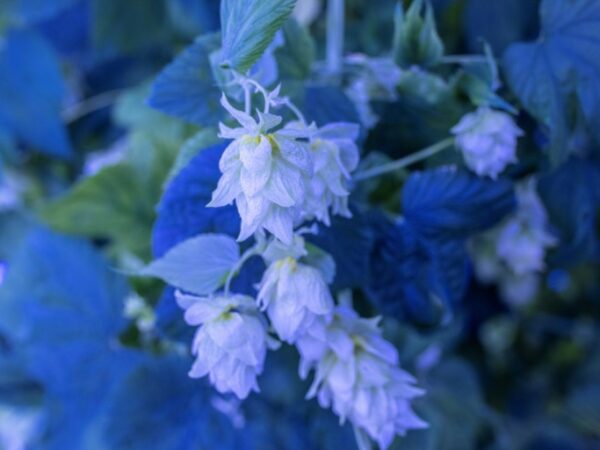 In Spain, hi-tech hops keep beer bitter as climate bites