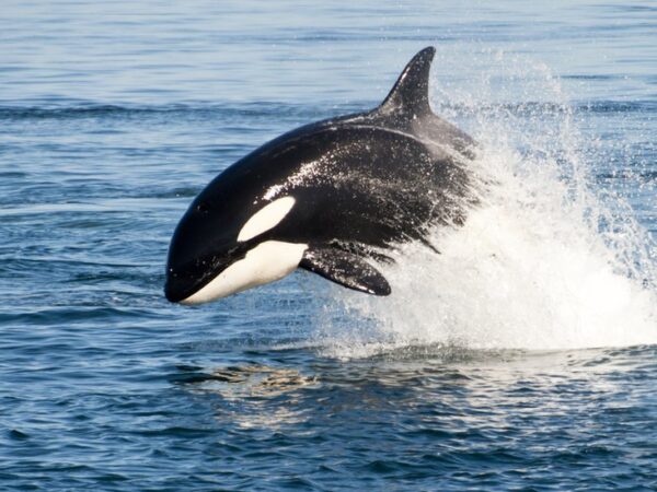 Solo orca eats great white