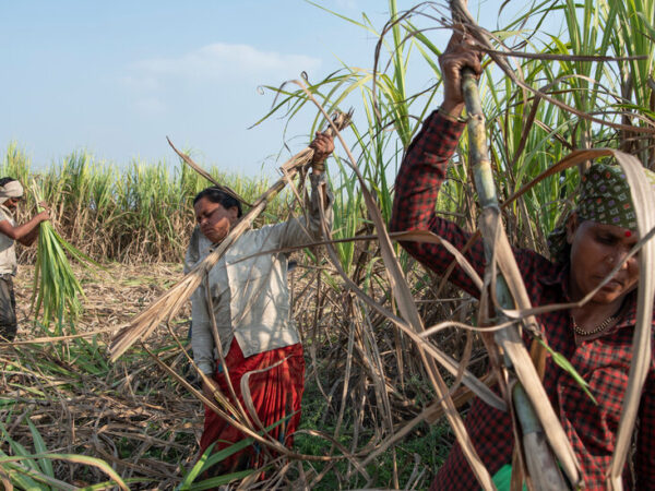 Sugar in India, Fueled by Child Marriage and Hysterectomies