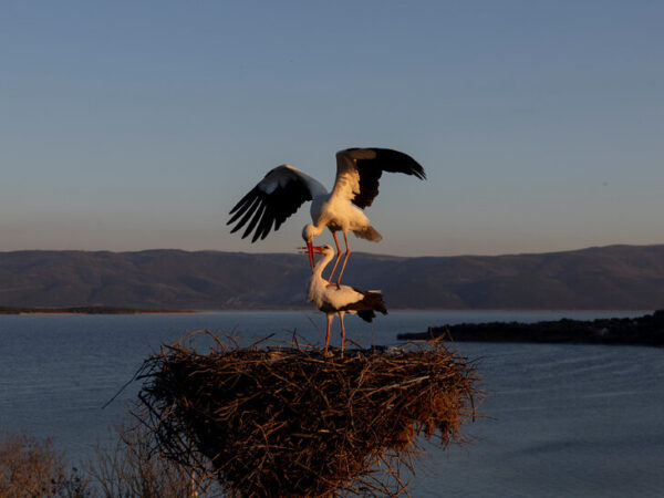 Watch Live: Turkey’s Famous Stork