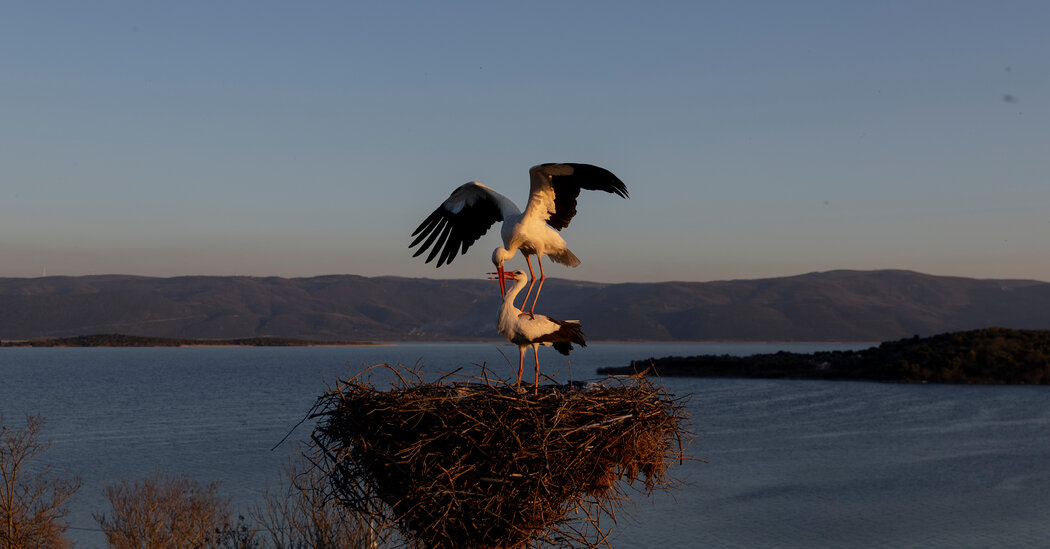 Watch Live: Turkey’s Famous Stork Watch Live: Turkey’s Famous Stork