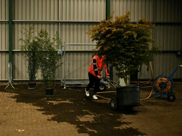 a thorn for UK horticulture