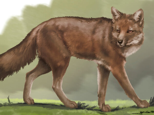 Ancient Foxes Lived and Died With Humans