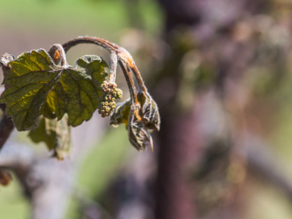 Cold snap causes “great damage” to German vineyards