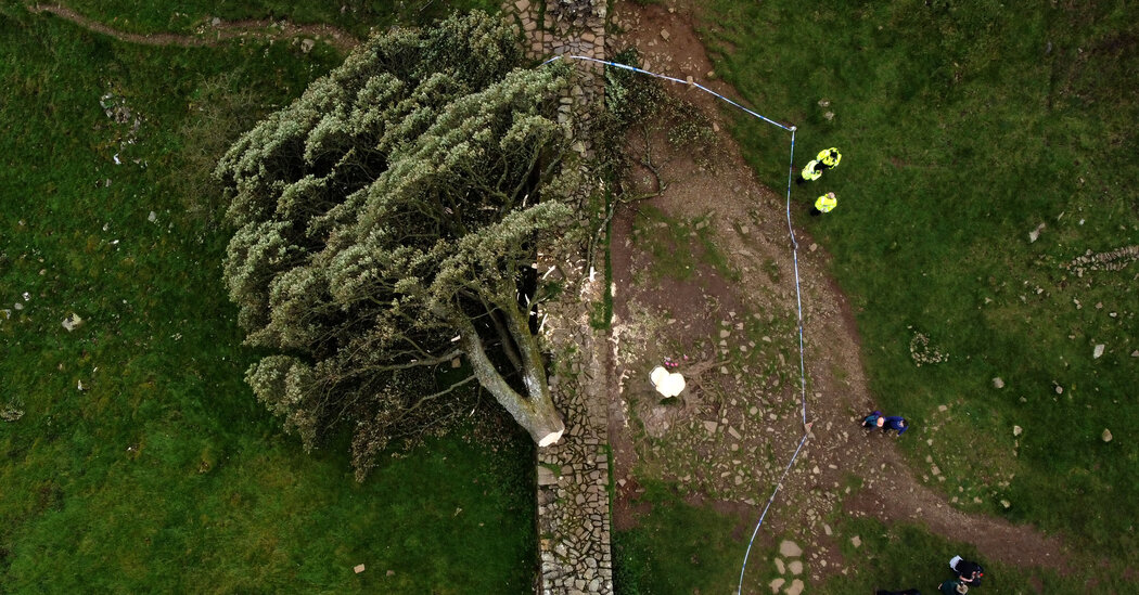 Two Men Are Charged Over the Felling of the Sycamore Gap Tree