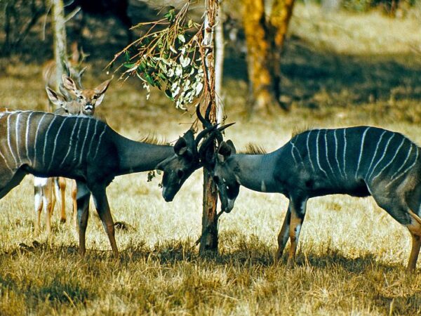 World Bank suspends funding for Ruaha National Park project