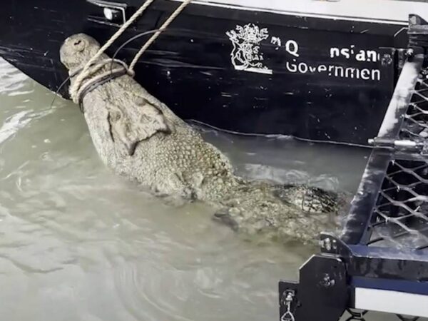 13-foot-long crocodile ‘lunged’ at resident and evaded capture — until now. See it